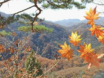 绿化养护方案 养护率怎么算 花费的